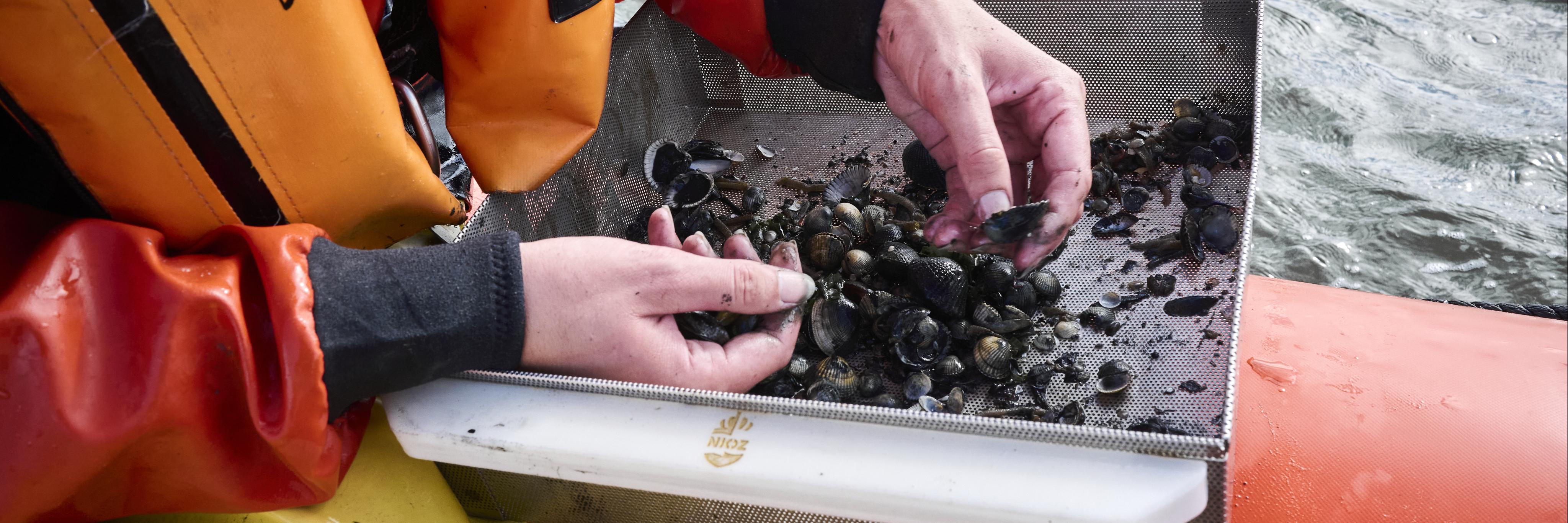 In a rubber boat, a NIOZ researcher analyzes various types of bottom-dwelling animals found in a sieve used to collect a sediment sample from the bottom of the Wadden Sea.